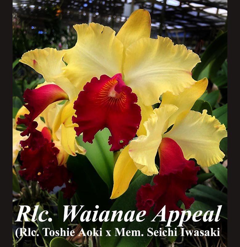 Rlc. Waianae Appeal